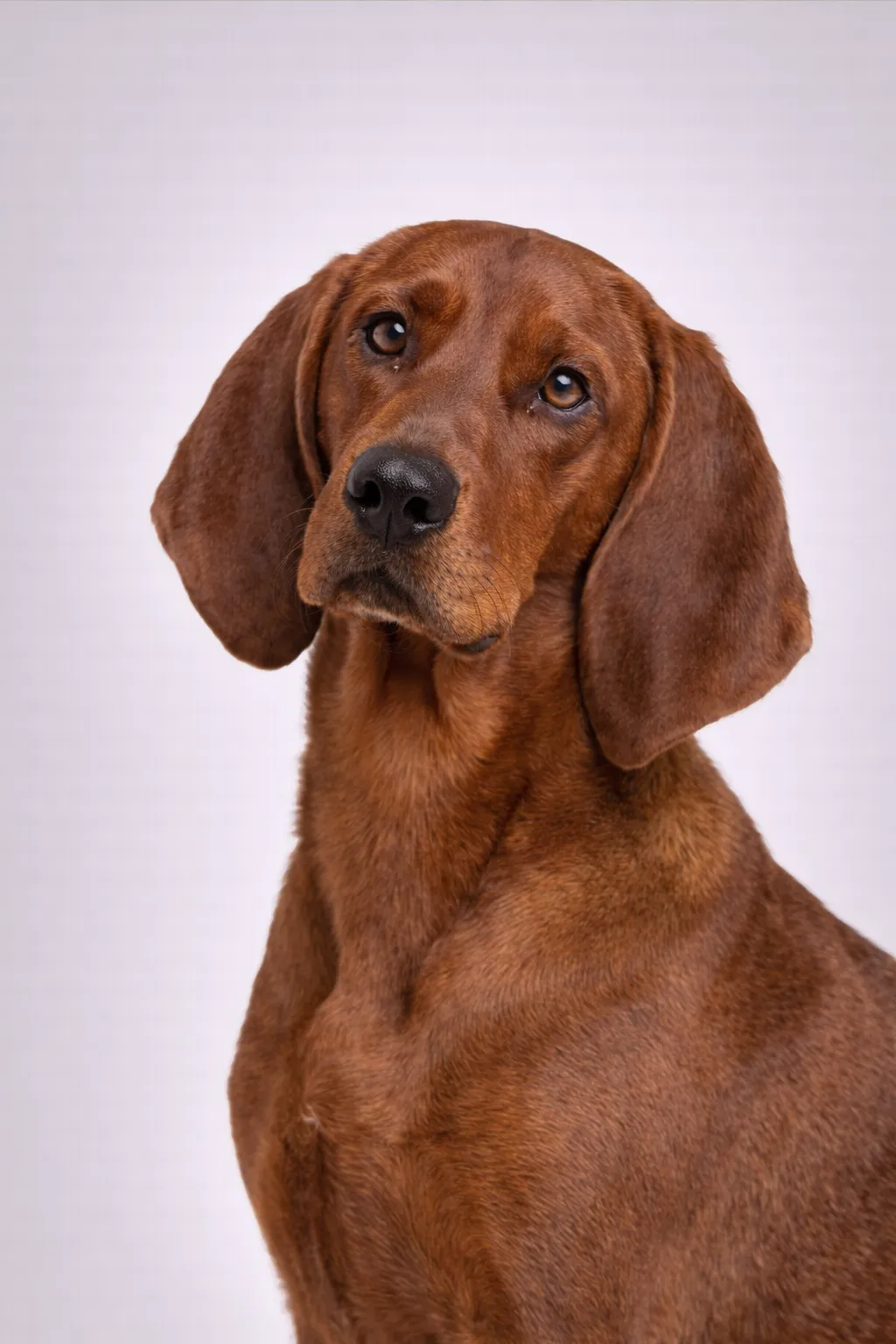 Redbone Coonhound
