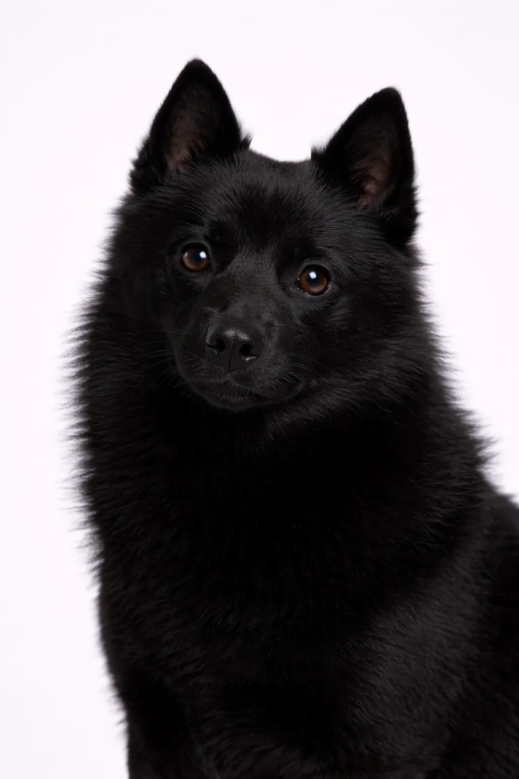 Schipperke