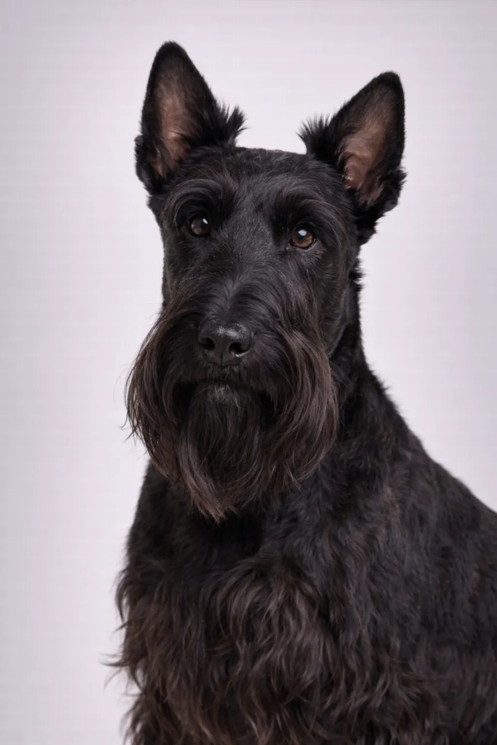 Scottish Terrier