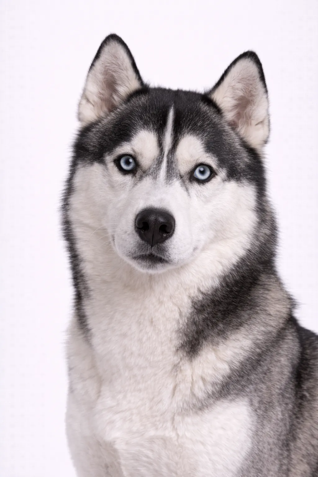 Siberian Husky
