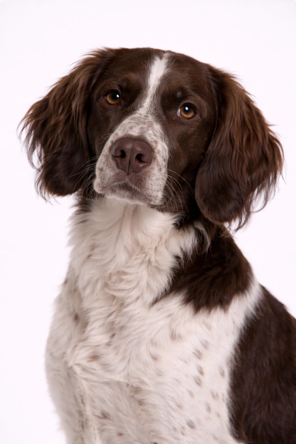 Small Münsterländer