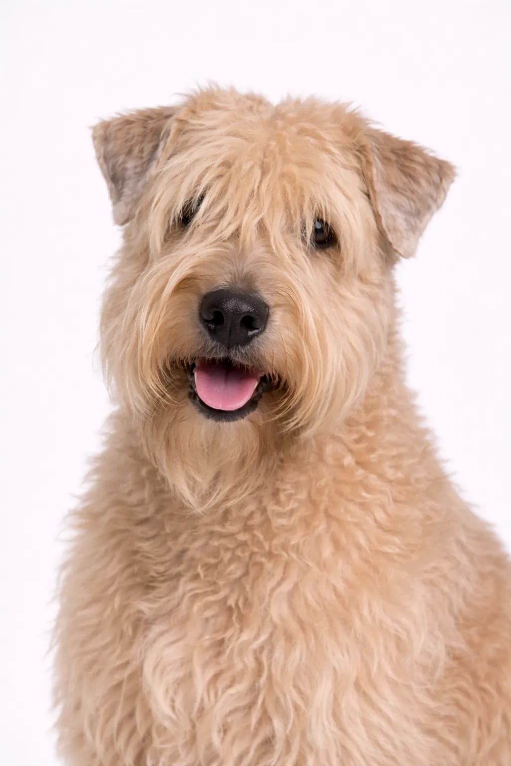 Irsk Blød Wheaten Terrier