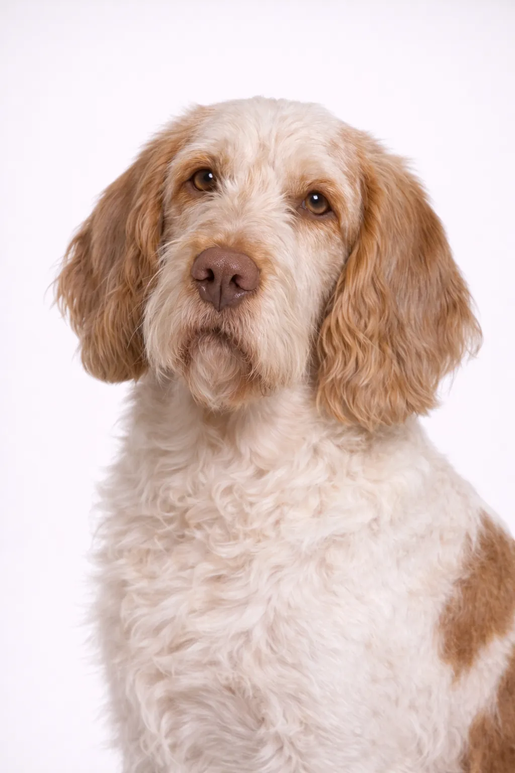 Spinone Italiano