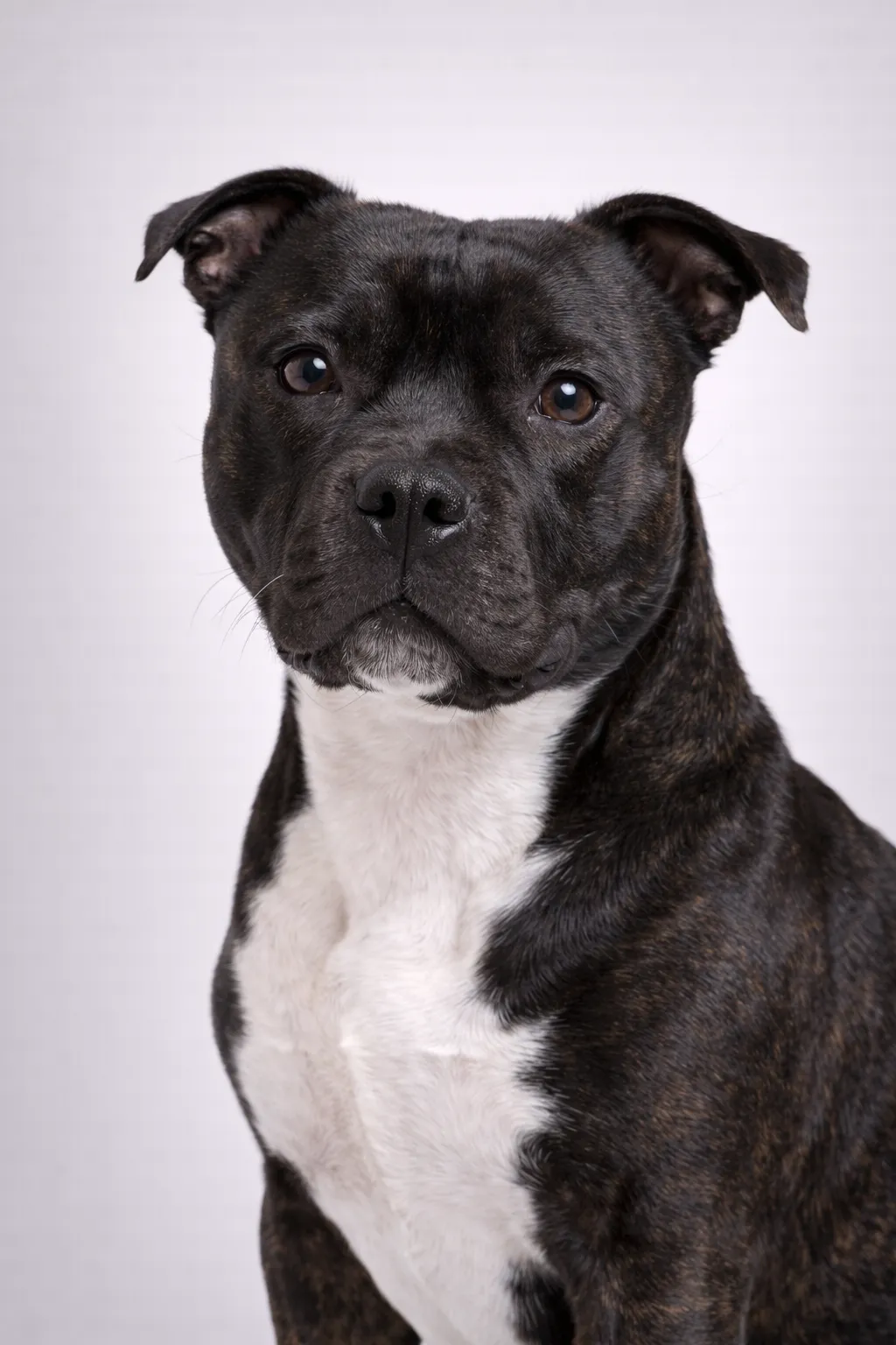 Staffordshire Bull Terrier