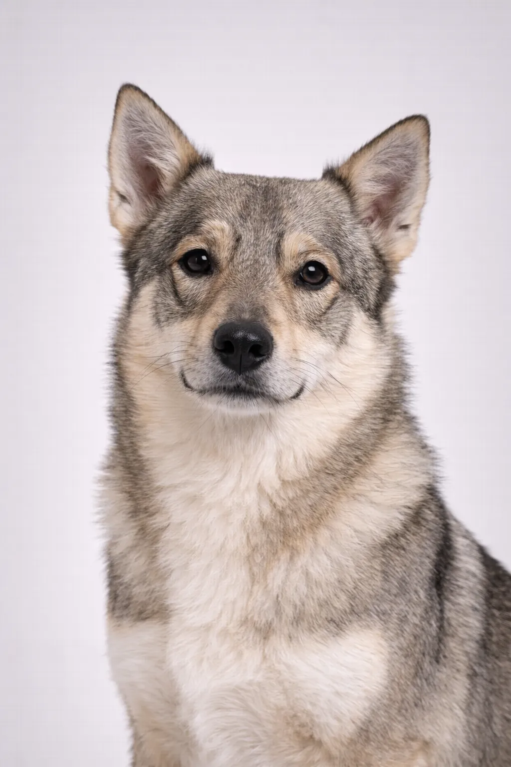 Vallhund Szwedzki