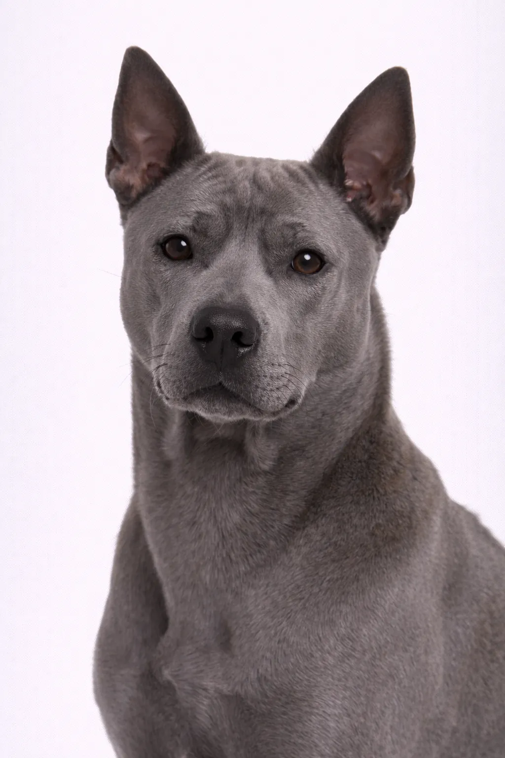 Thai Ridgeback