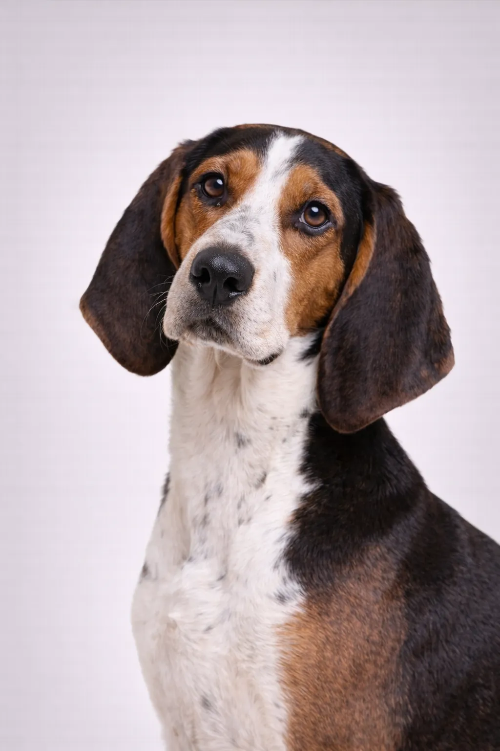 Treeing Walker Coonhound