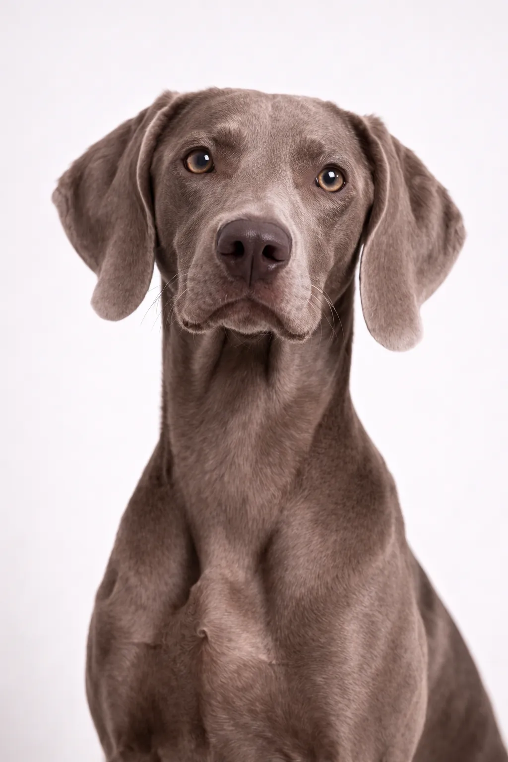 Weimaraner