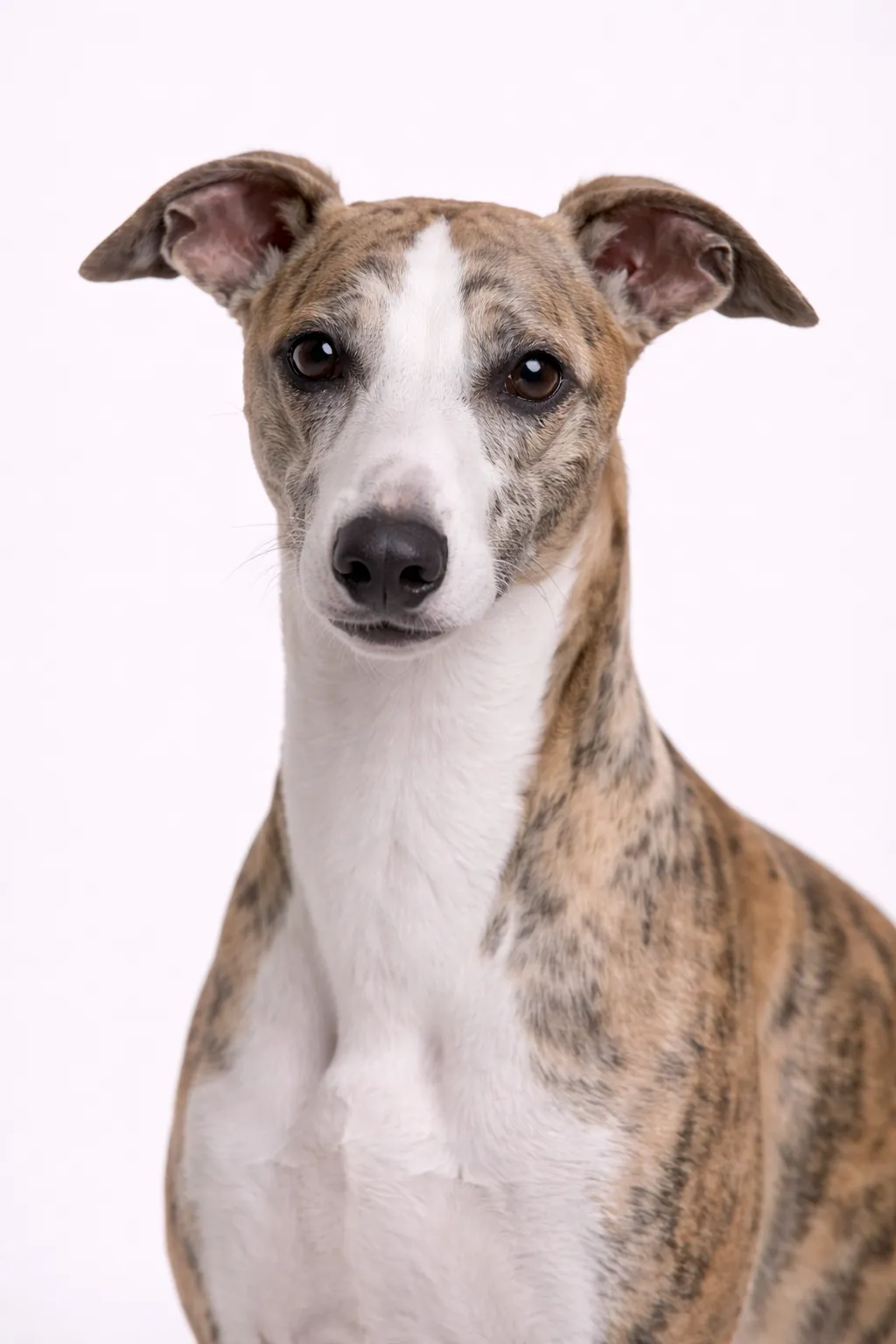Whippet