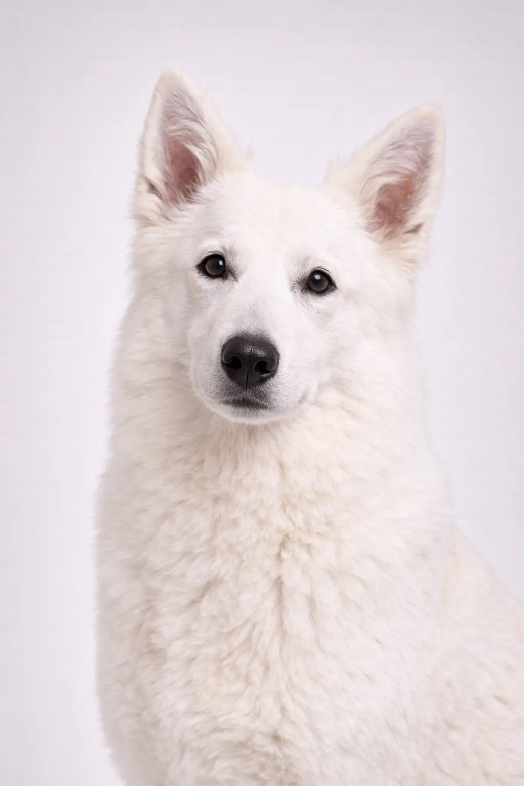 White Swiss Shepherd
