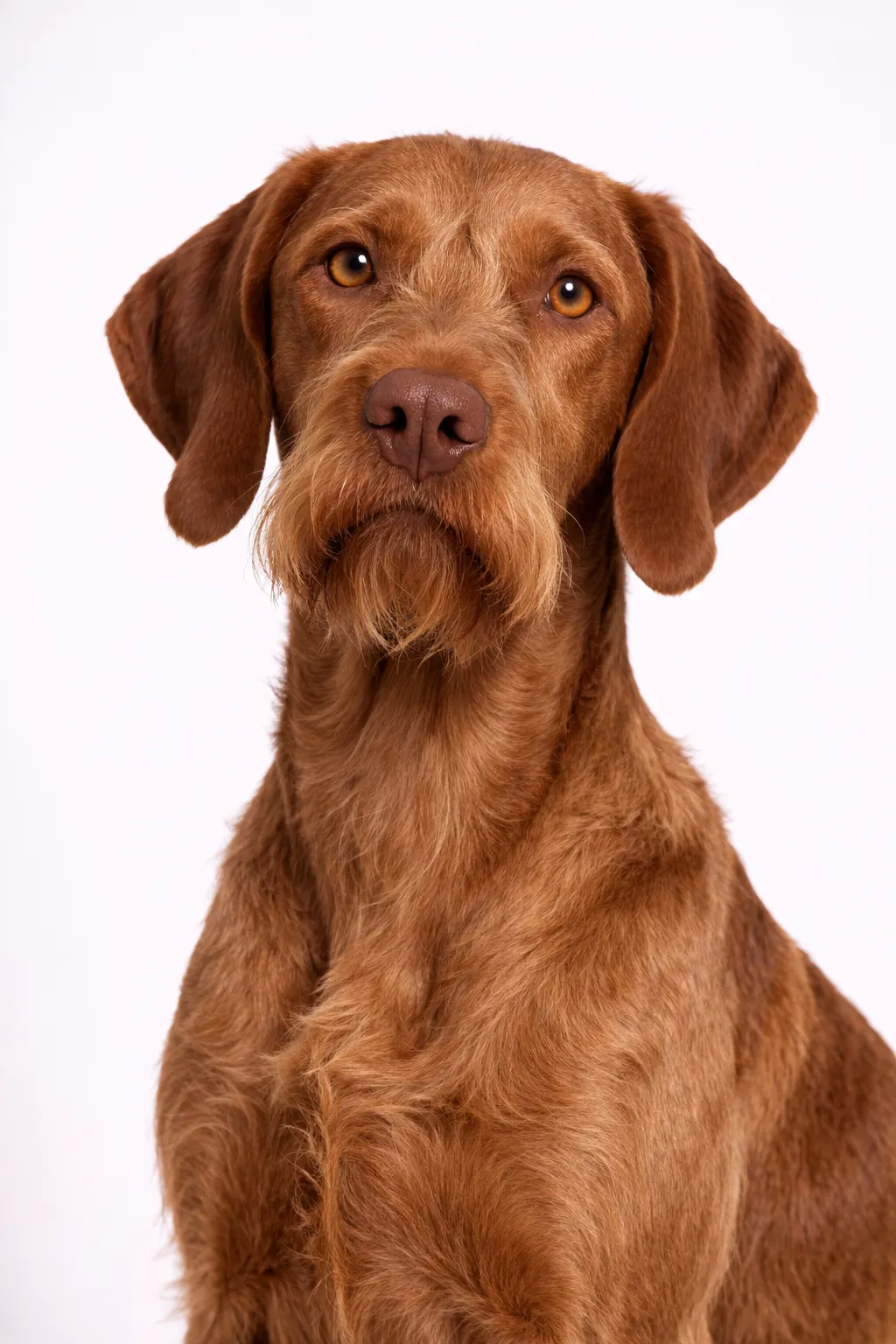 Wirehaired Vizsla