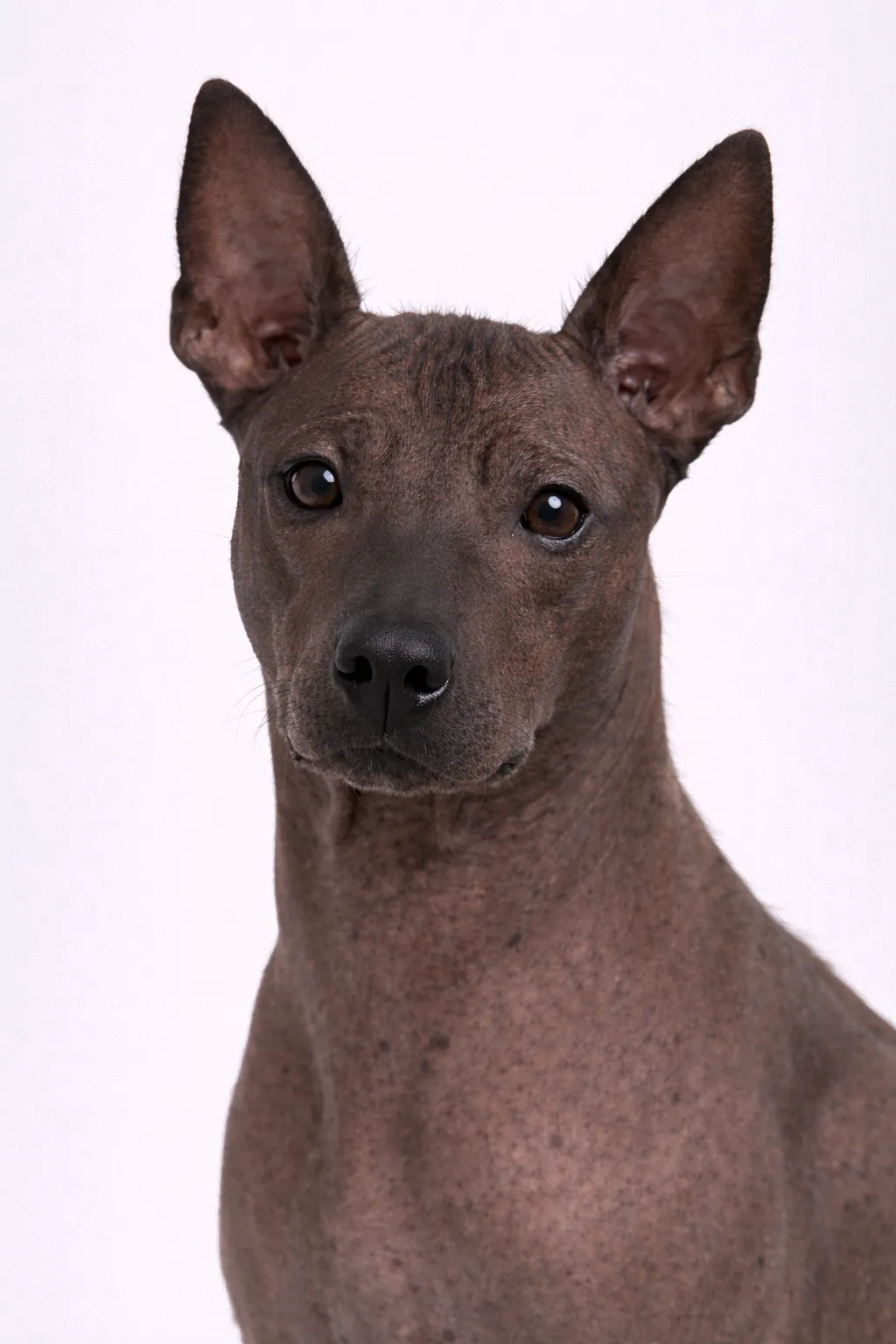 Xoloitzcuintli