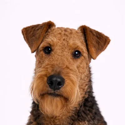 Airedale Terrier