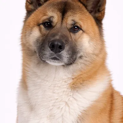 Akita