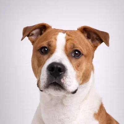 American Staffordshire Terrier