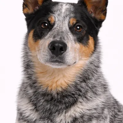 Australian Cattle Dog
