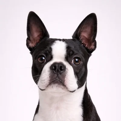 Boston Terriër