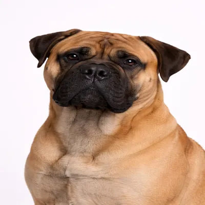 Bullmastiff
