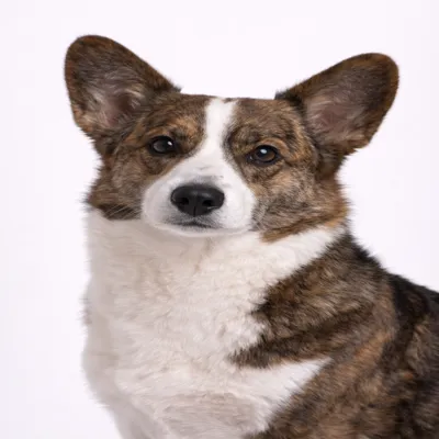 Cardigan Welsh Corgi