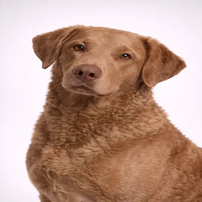 Chesapeake Bay Retriever