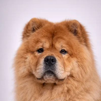 Chow Chow