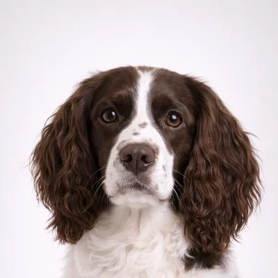 English Springer Spaniel