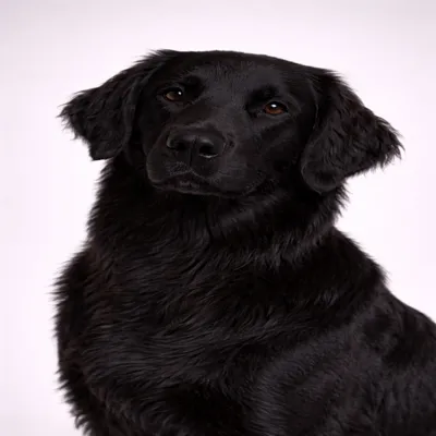 Flat-Coated Retriever