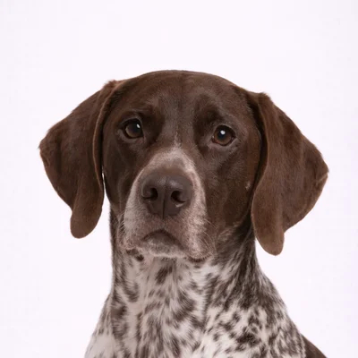 German Shorthaired Pointer