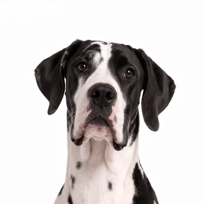 Great Dane