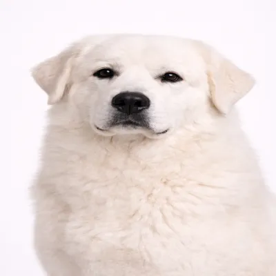 Great Pyrenees