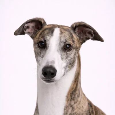 Greyhound
