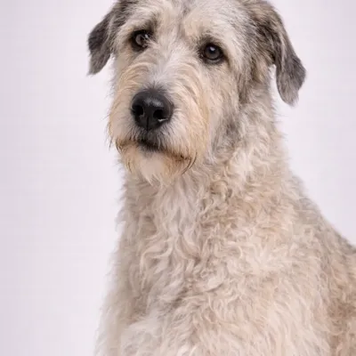 Irish Wolfhound