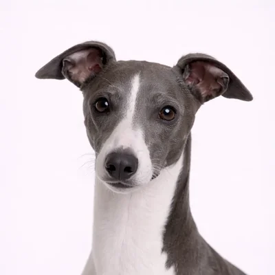 Italian Greyhound