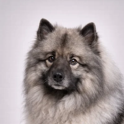 Keeshond