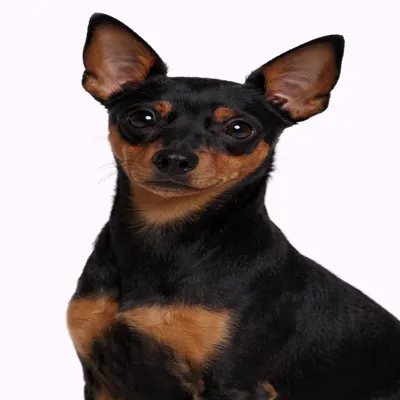 Miniature Pinscher