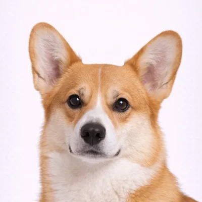 Corgi
