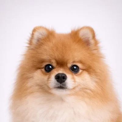 Pomeranian