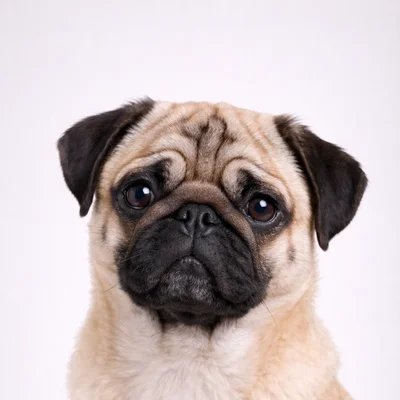 Pug