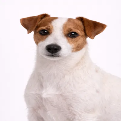 Russell Terrier