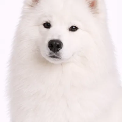 Samoyed
