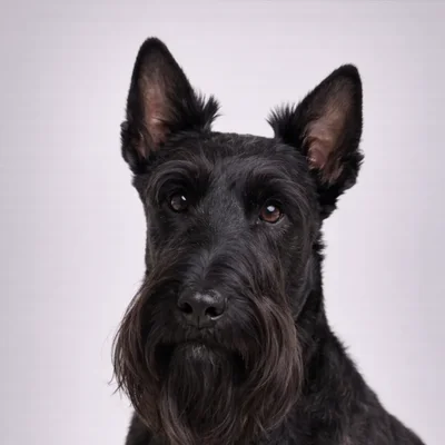 Scottish Terrier