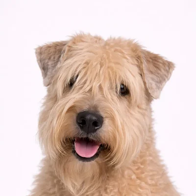 Soft Coated Wheaten Terrier