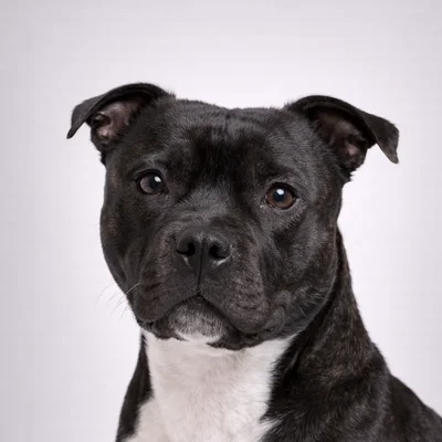 Pitbull