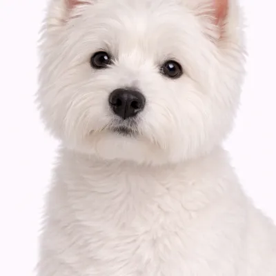 West Highland White Terrier