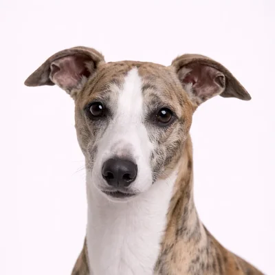Whippet